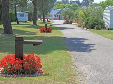 Beautiful flower path