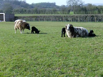Jacob sheep and lambs