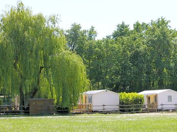 Trees and bushes for shade and privacy