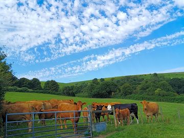 Neighbouring farm animals