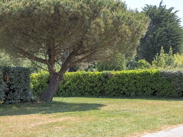 Landscaped pitch with hedge divider