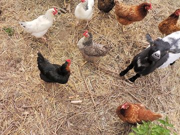 Oréo the goat and chickens