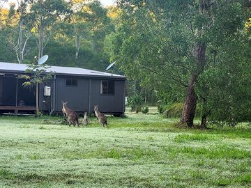 Outside of cabin with visiting kangaroos