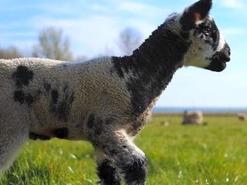 Spring lamb