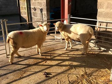 Molly and mable our sheep