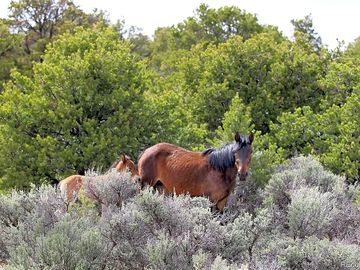Wild mustang with foal