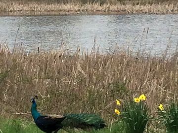 The site's resident peacock