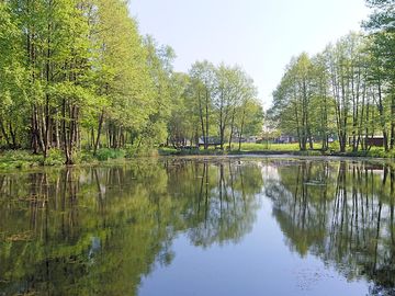 Woodland lakeside views