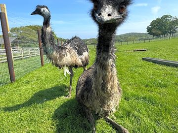 Come meet our emus!!!!