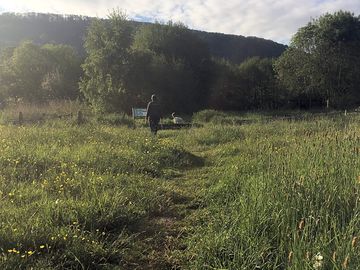 Your morning walk