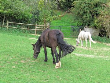 Horses in the paddock
