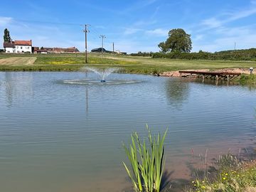 Pond with wildlife