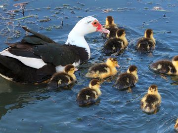 Duck with ducklings on lake