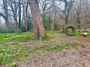 Tyre swing in the woods
