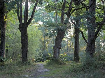 The woods around the site