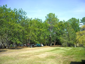 Pitches in the woods