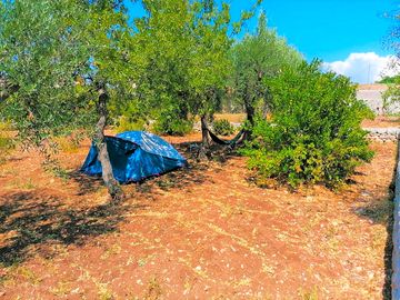 Mandorlo pitch