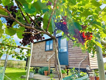 The Vineyard hut with ripening grapes in October