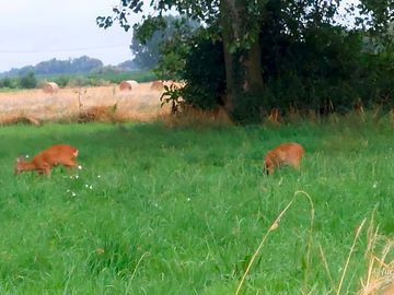 Deer are often seen on site