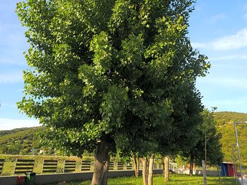 Tree-shaded pitches