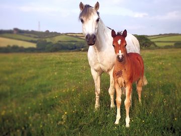 Mare and foal on the farm