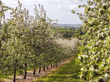 Apple blossom