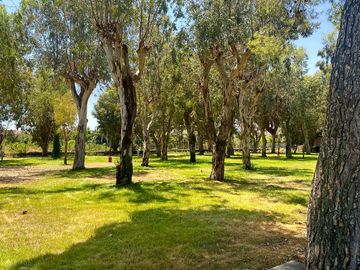 Serviced pitches among the trees