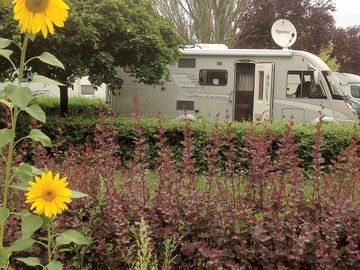Flowers around the pitches
