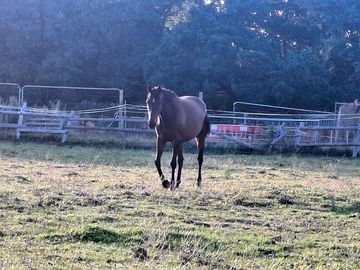 Horse on site, very friendly