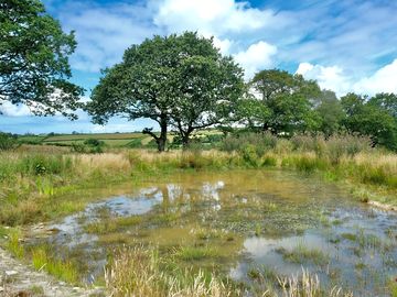 Pond view