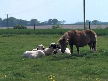 Merrylegs and the sheep