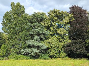 Oak, cedar, lime and copper beech trees