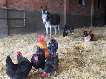 Farm animals to meet