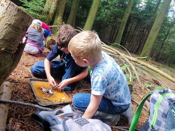 Forest Ranger activities to keep the little ones occupied.
