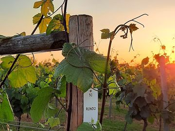 Sunset over the rondo vines, which go into the latimer red wine