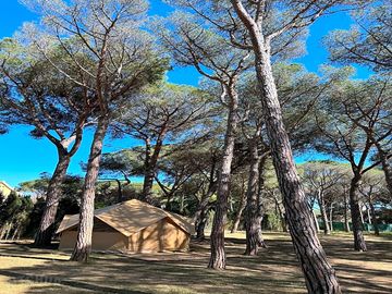 Tent in the trees