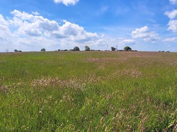 Meadow pitches