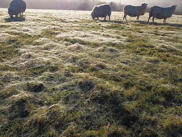 Sheep field