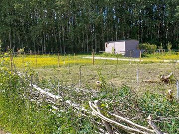 Newly planted orchard