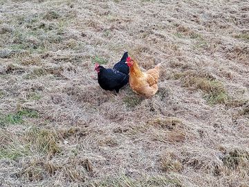 Chickens and ducks