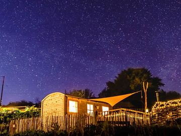 Wren at night