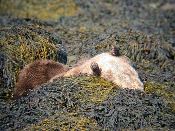 Otters playing