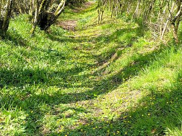 The tree tunnel