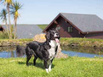 A pet-friendly site