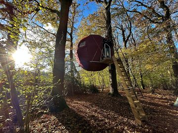Exterior of the tree tent amongst the trees