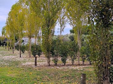 Pitches surrounded by greenery