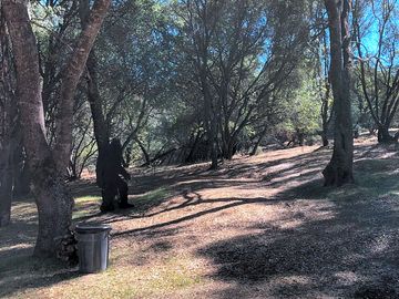 Tree-shaded pitches