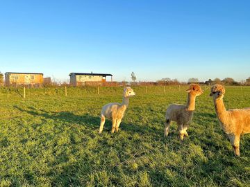 Alpacas in the field