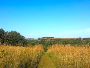 The meadow in july