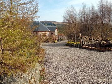 Driveway to silver birch treehouse